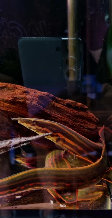 Węgorek ognisty 35cm