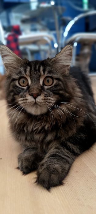 BELLATRIX koteczka Maine Coon