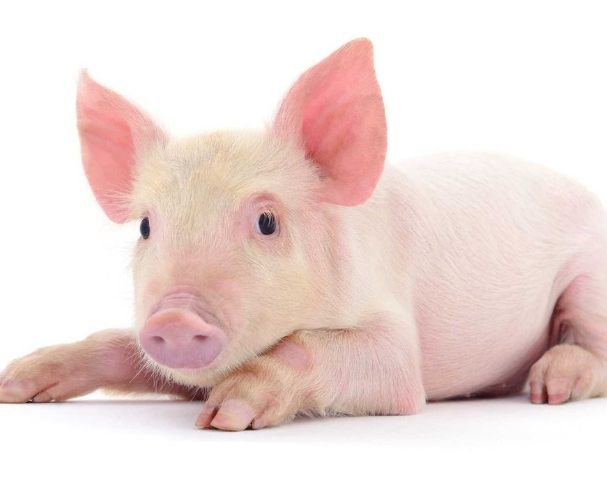 Sucha kąpiel dla prosiąt Dezosan Junior higiena prosiąt 1200kg