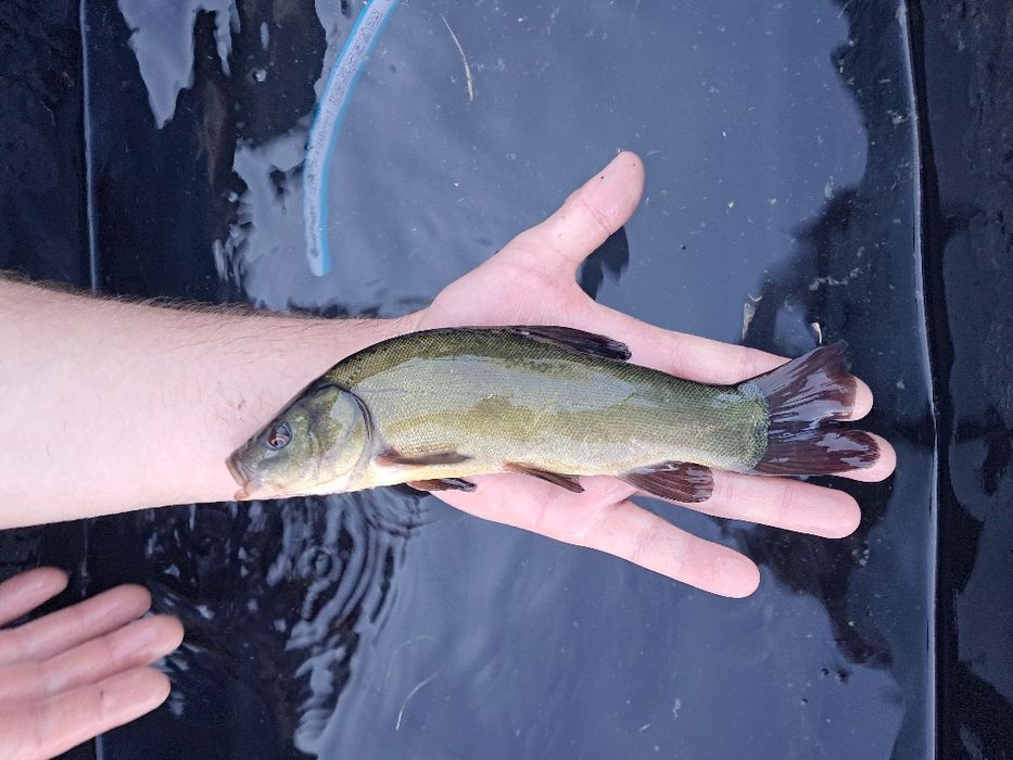 Amur kroczek 14-19cm. Karp, Lin, Sandacz