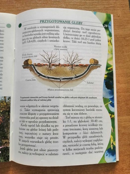 Borówka amerykańska Kazimierz Pliszka