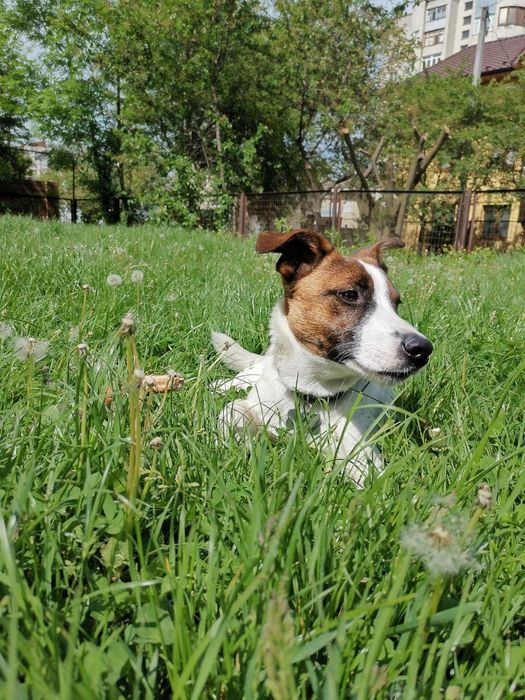 Кобель Джек Рассел-терьер ищет девочку.