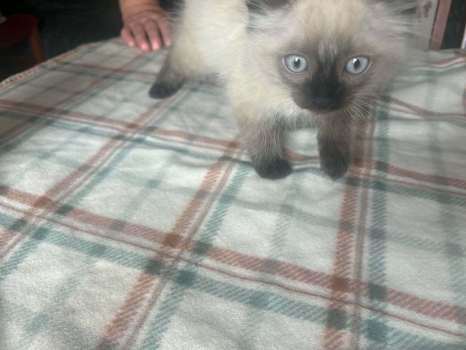 Ragdoll śliczny kocurek
