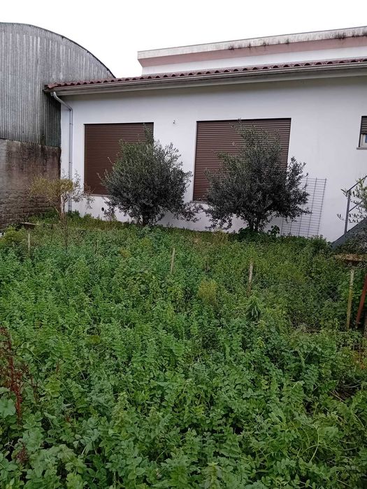 Oliveiras Anãs com 4/5 anos