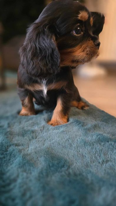 Cavalier King Charles Spaniel piesek xxs