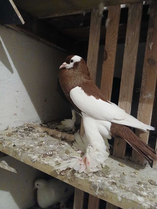 Garłacz czeski młody samiec