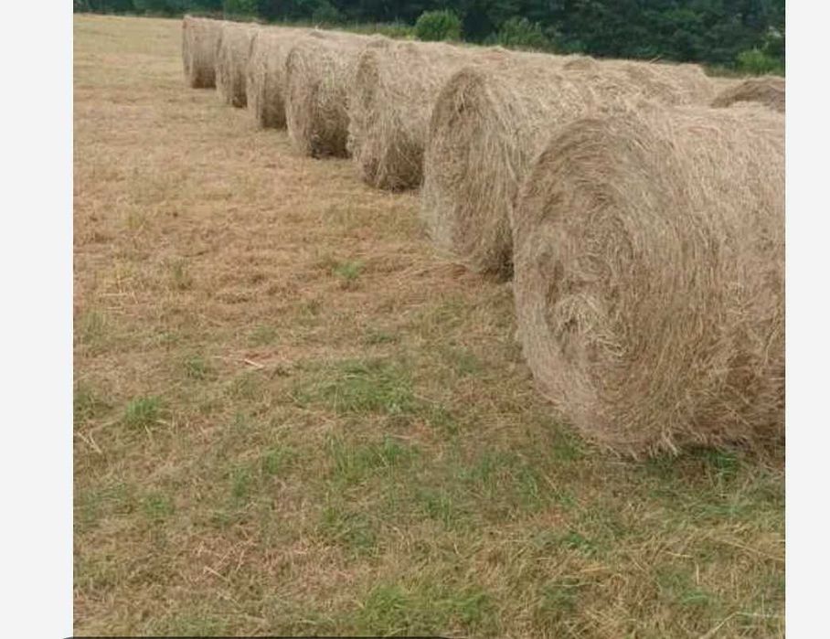 Продам сіно великі круглі тюки