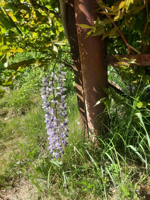 Продам Гліцинію світло фіолетову