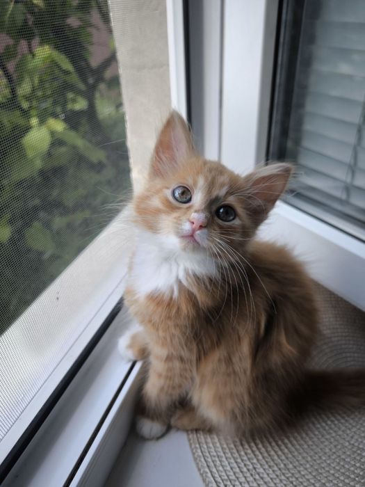 Кошенята. Котики. Кошеня. Кішечка