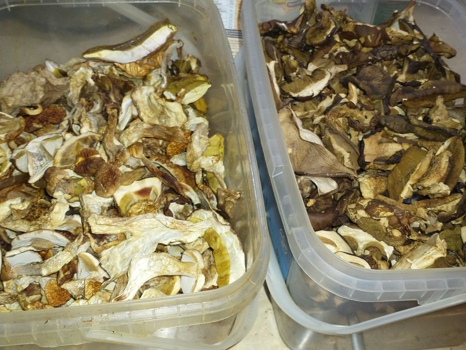 Grzyby suszone same kapelusze