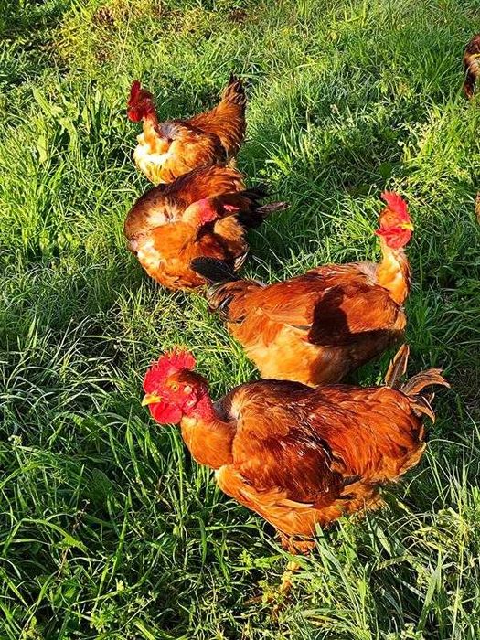 Vendo Frango do Campo