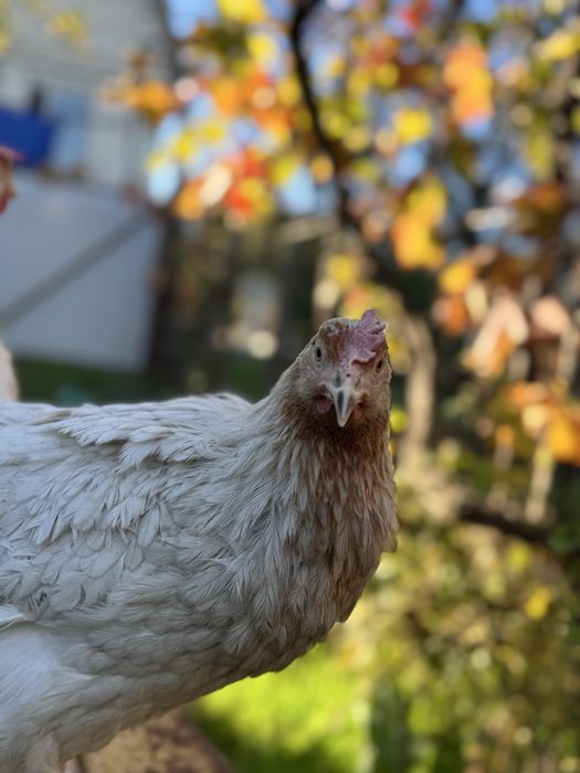 Куры несушки ломан сенди
