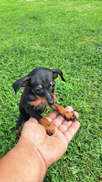 Pinscher macho preto afogueado