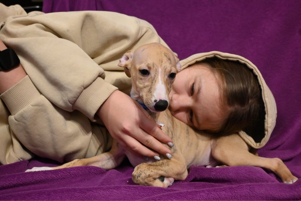 Whippet Chart Angielski-piesek