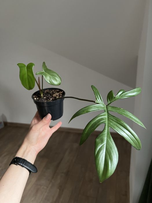 Filodendron Pedatum