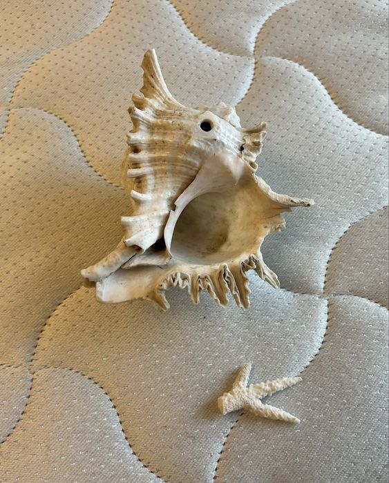 Велика океанічна Мушля та корал