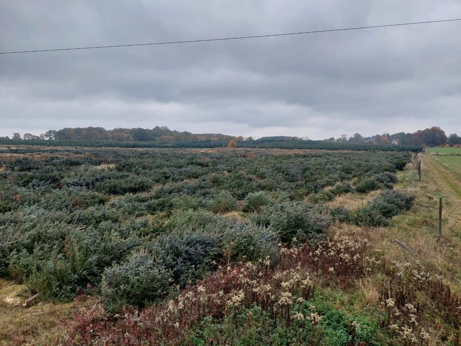 MULCZER LEŚNY, mulczowanie, karczowanie, czyszczenie działek