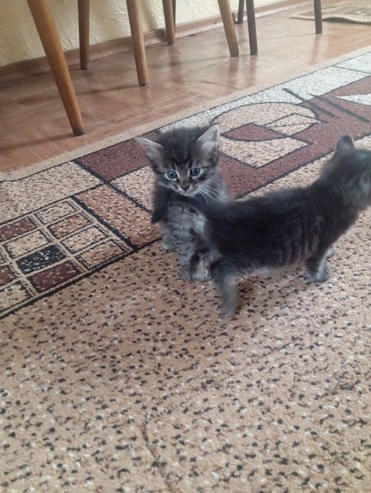 Віддам в добрі руки