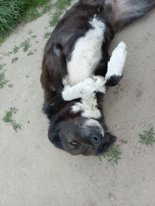 Zdzisława młoda, kochana suczka szuka domu! | MASZ NOSA