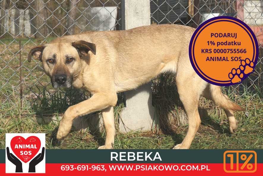 Rebeka: biszkoptowa cudna sunia do kochania Psiakowo