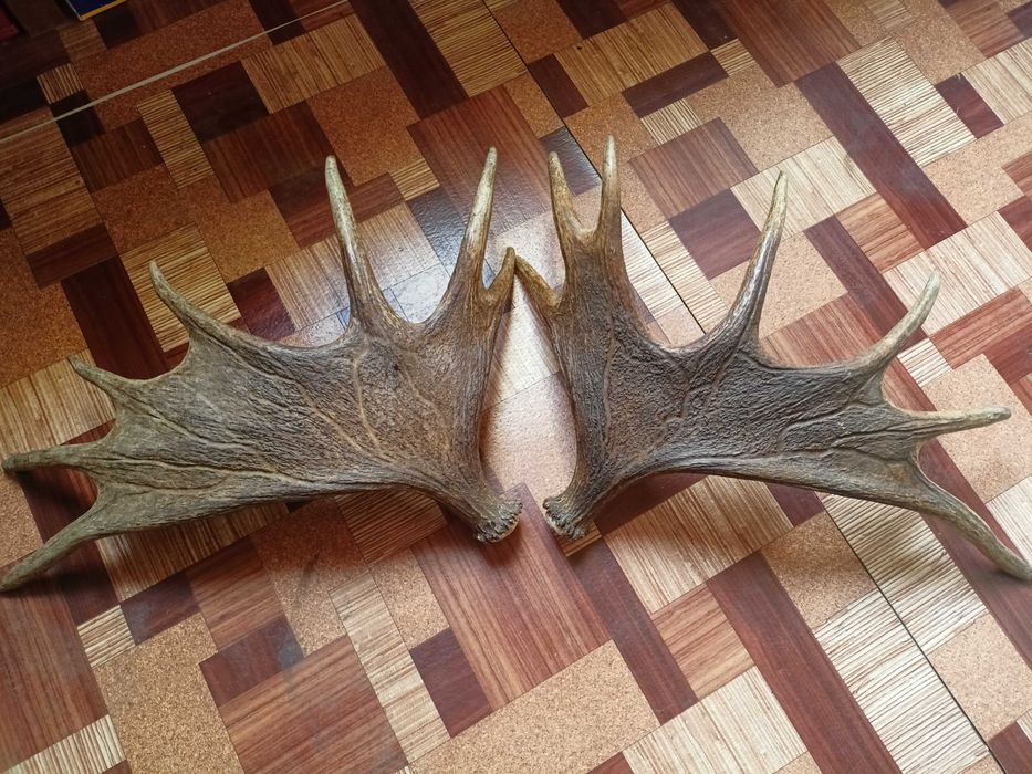 Łoś - zrzuty, komplet 5,10 kg