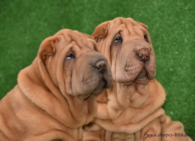 Шарпей, девочка хорс (вид шерсти)
