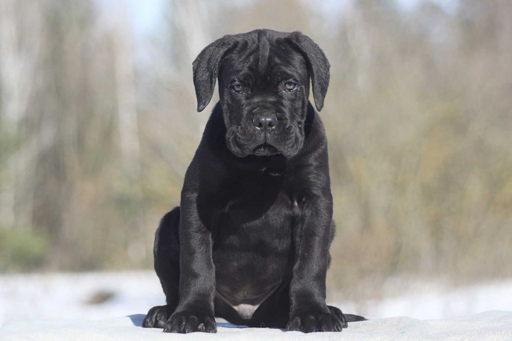 Кане корсо з документами