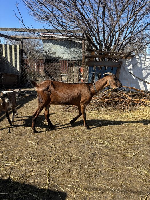 Англо- Нубійська коза