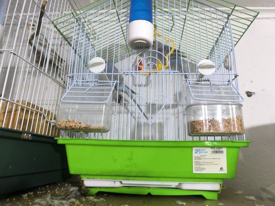 periquito australiano