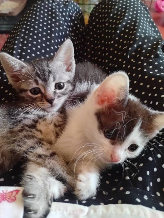 кошенята шукають родину