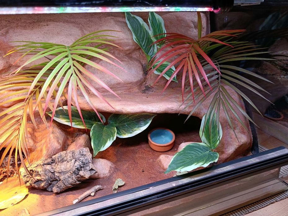 Terrarium 80x40x40 od ręki gekon lamparci