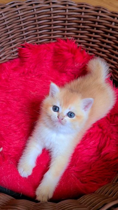 Золотая шиншилла котята