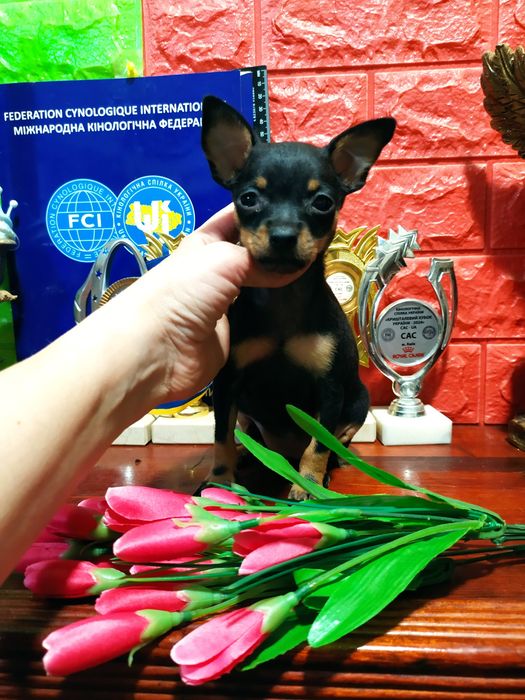 Эксклюзивная девочка мини, черно-подпалая! Док.КСУ,чип,привита!
