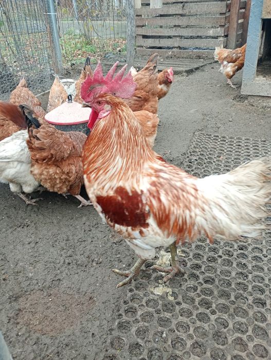 Kogut mieszany, zielone nózki, ayam cemani