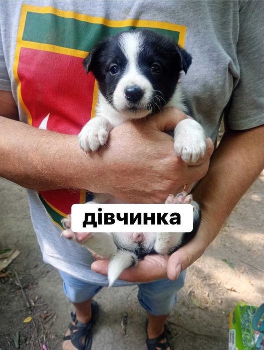 Цуценята безкоштовно