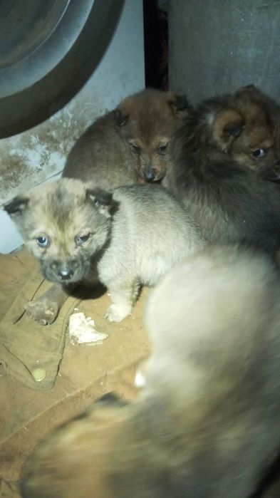 Віддам в добрі руки гарненьких цуценяток