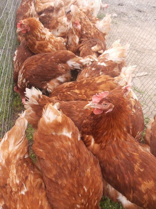 Куры несушки яичных кроссов