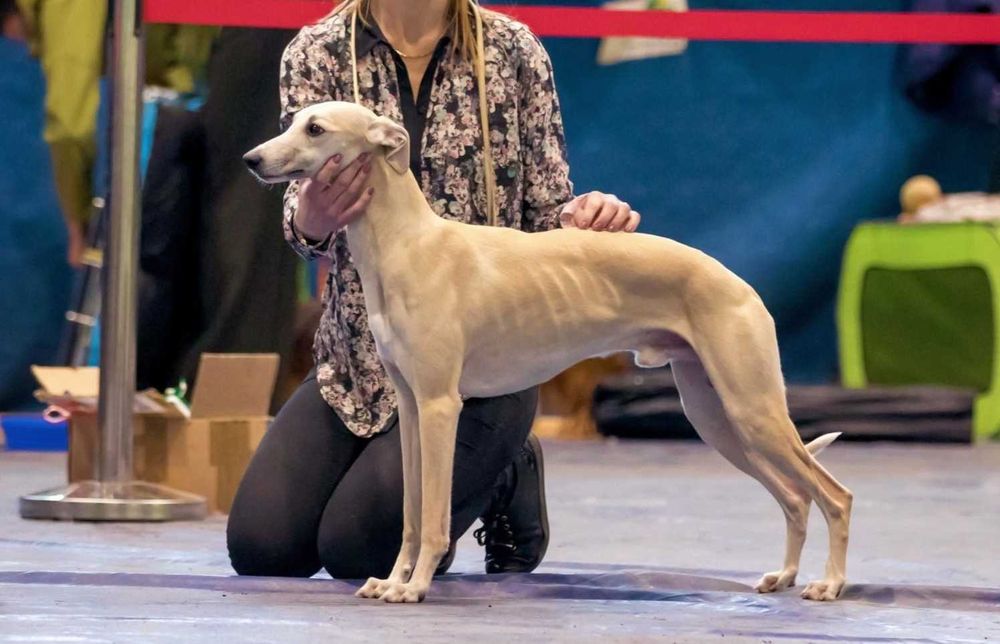 Whippet - suczka - chart angielski - zwolniła się rezerwacja!