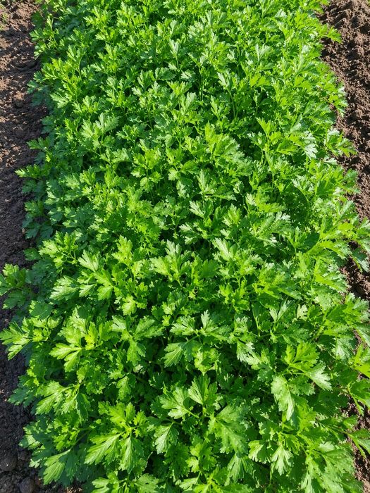 Обмін на продукти харчування