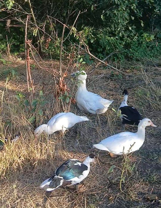 Продам индоуток.