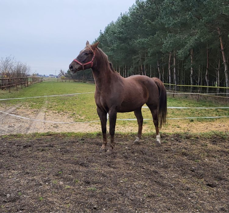 Sprzedam klacz wlkp/sp