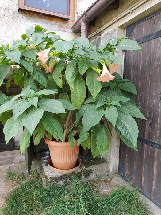 Datura    różowa