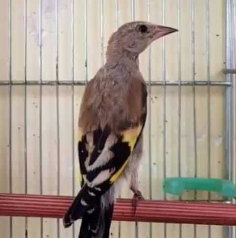 Aves anilhadas 2025