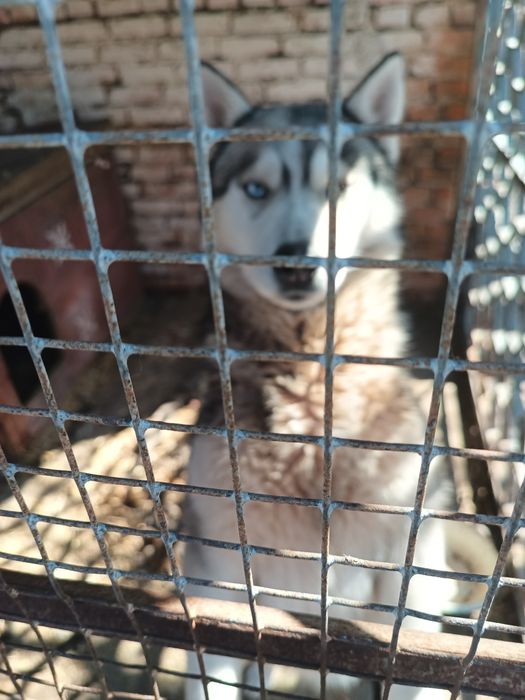 Порода Хаски . В