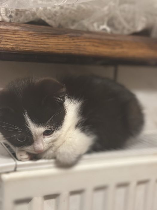 Кошенята в добрі руки