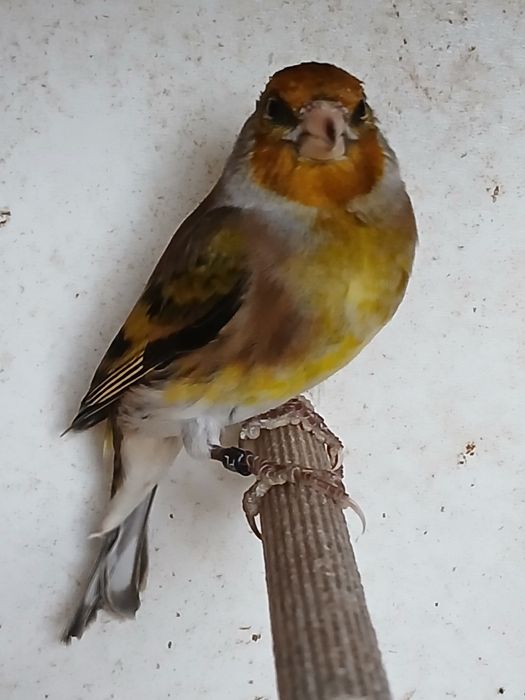 Bastard Kanarek bastardy po szczygle