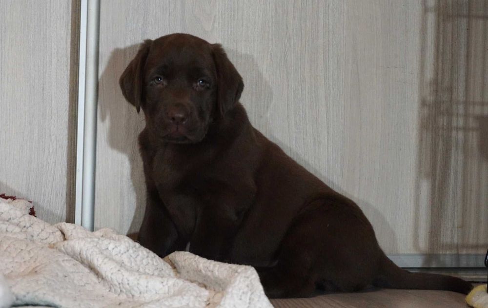 Labrador Retriever - (FCI)