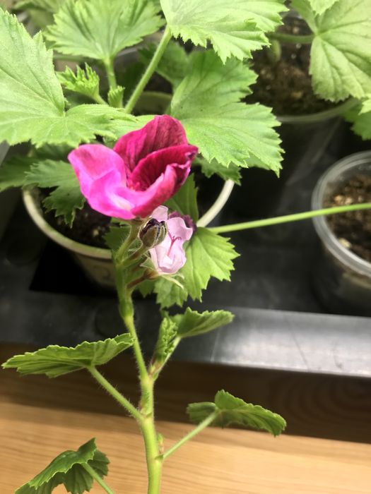 Пеларгонії королівські