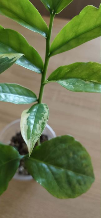 Zamioculcas Wild Form Variegata