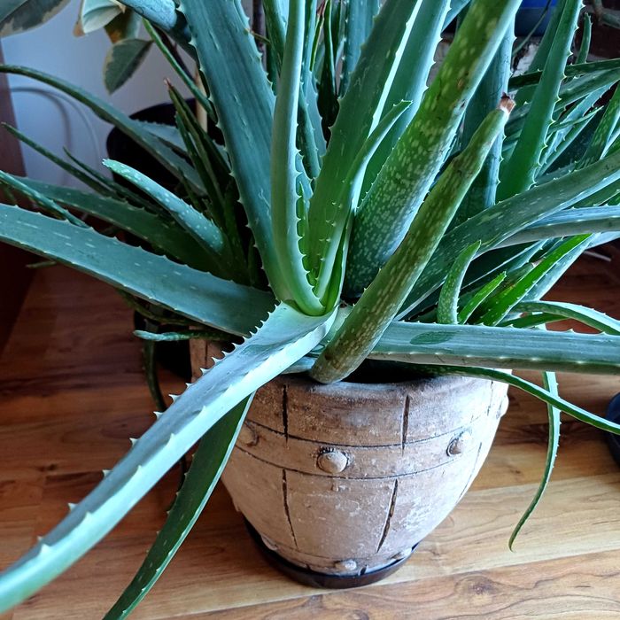 Aloes zdrowotny ,drzewiasty  i ogrodowy 4 letni ,za szti